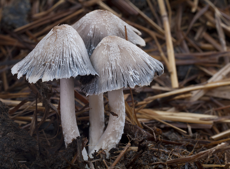 Coprinopsis cinerea